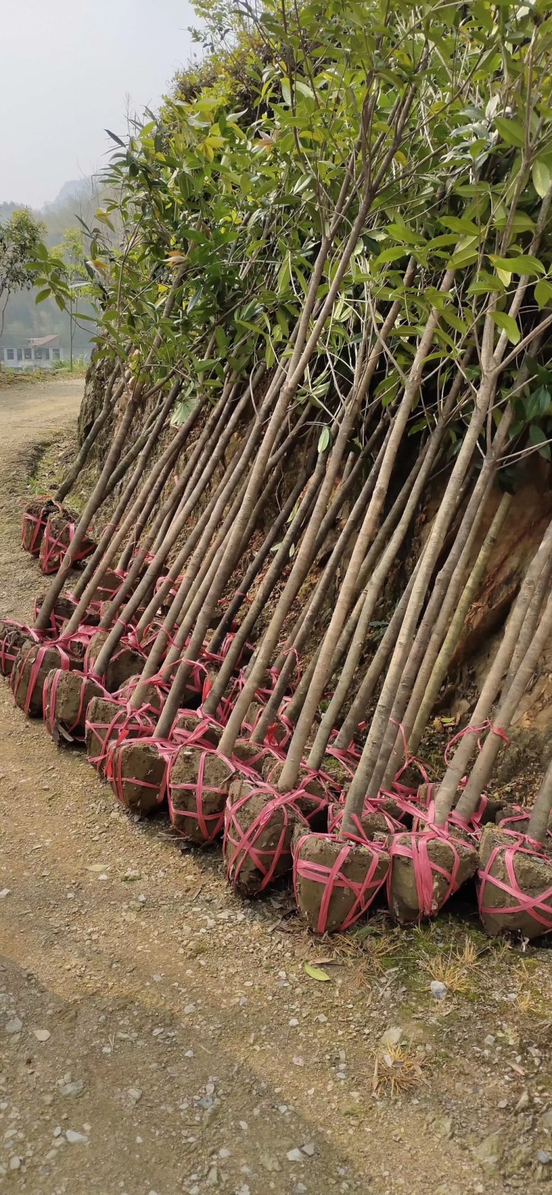 桂花树苗，桂花树，金桂丹桂四季桂，桂花树大树