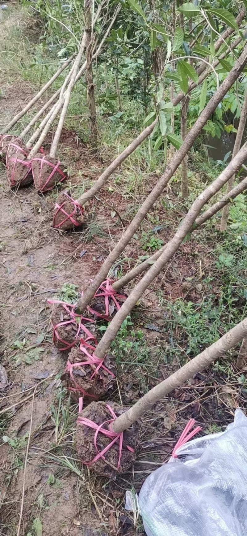 桂花树苗，桂花树，金桂丹桂四季桂，桂花树大树