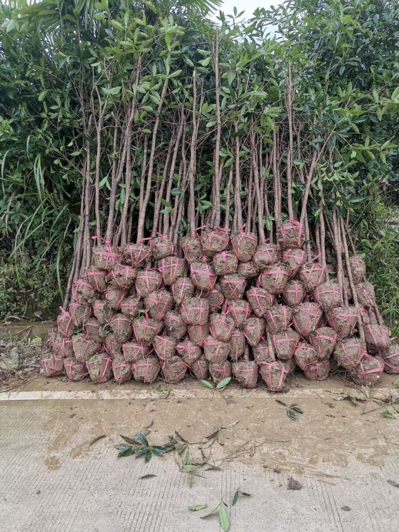 桂花树苗，桂花树，金桂丹桂四季桂，桂花树大树