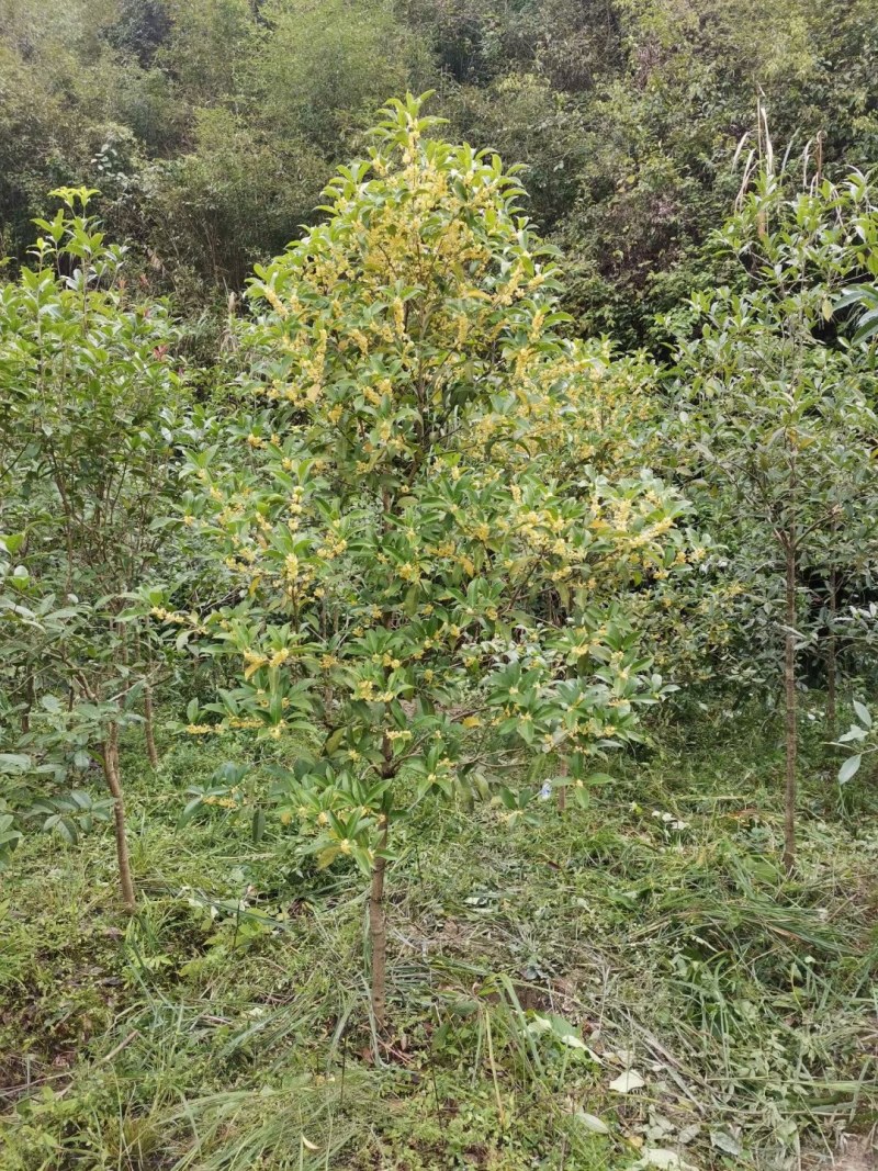 桂花树苗，桂花树，金桂丹桂四季桂，桂花树大树