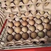 养殖场直供新鲜野鸡蛋，常年供应不断货！