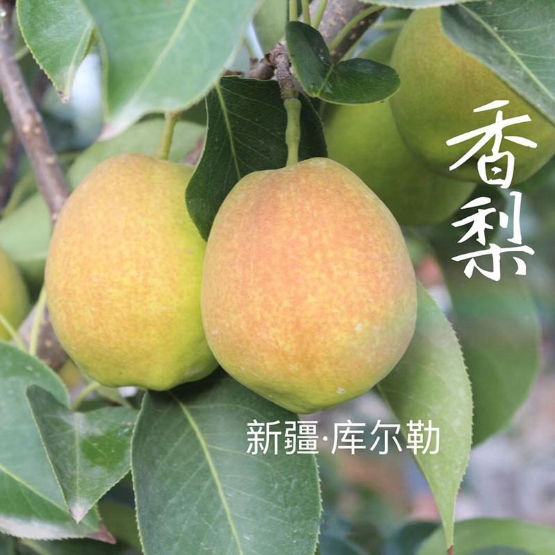 农产品直销土特产农家库尔勒香梨全母梨红香酥梨果之缘生鲜电