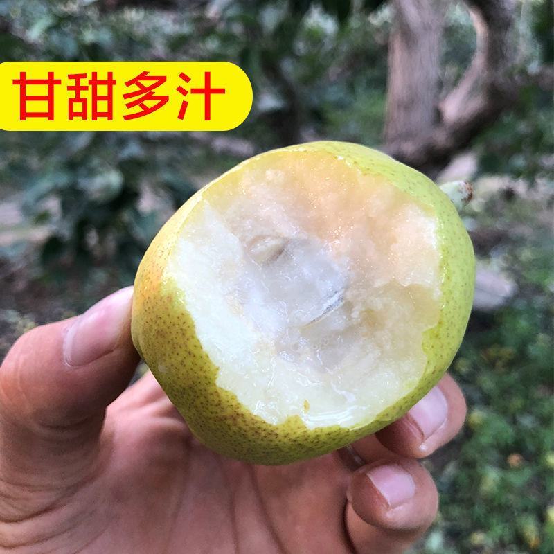 农产品直销土特产农家库尔勒香梨全母梨红香酥梨果之缘生鲜电