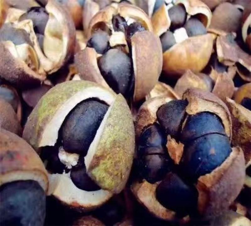 油荼苗、高产量多果大果油茶苗
