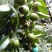油荼苗、高产量多果大果油茶苗