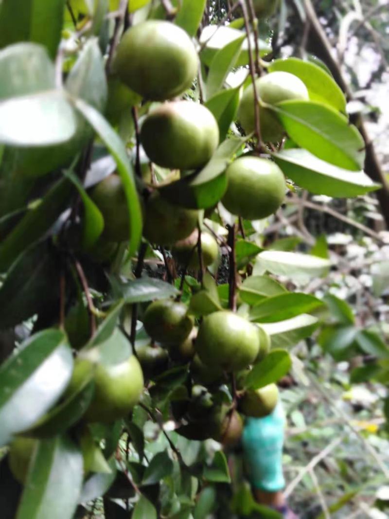 油荼苗、高产量多果大果油茶苗