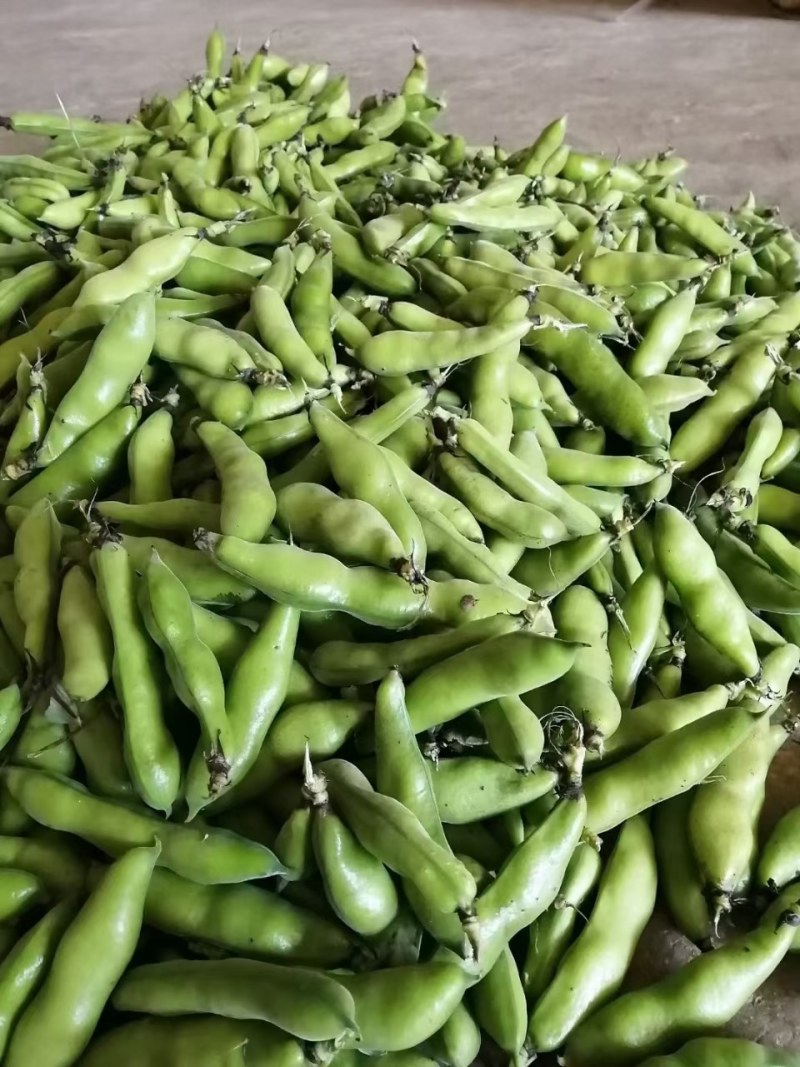 热卖云南青豌豆粒大饱满青蚕豆两个米三个米代发全国
