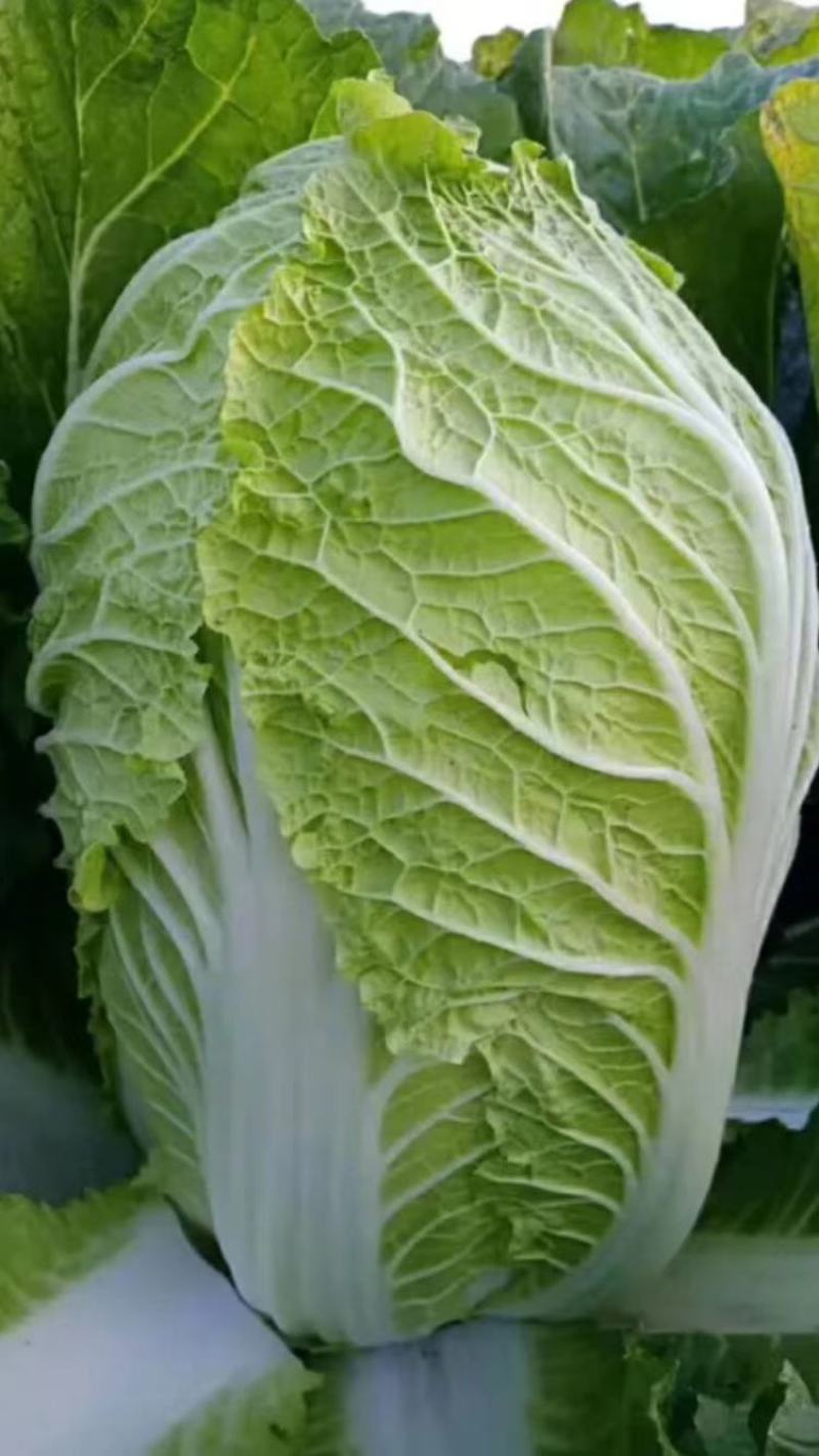 大白菜黄心白菜青杂扁包菜甘蓝白萝卜有机花