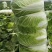 大白菜黄心白菜青杂扁包菜甘蓝白萝卜有机花