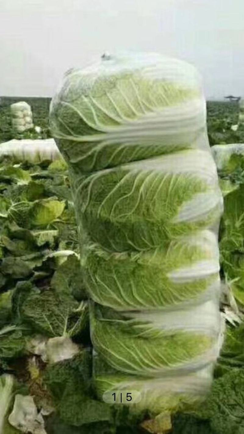 大白菜黄心白菜青杂扁包菜甘蓝白萝卜有机花