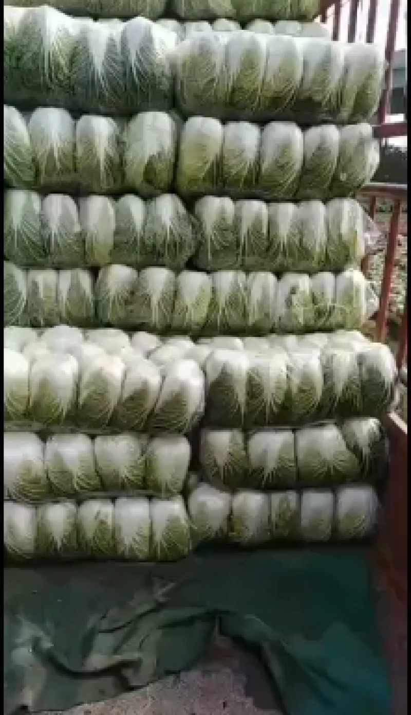大白菜黄心白菜青杂扁包菜甘蓝白萝卜有机花