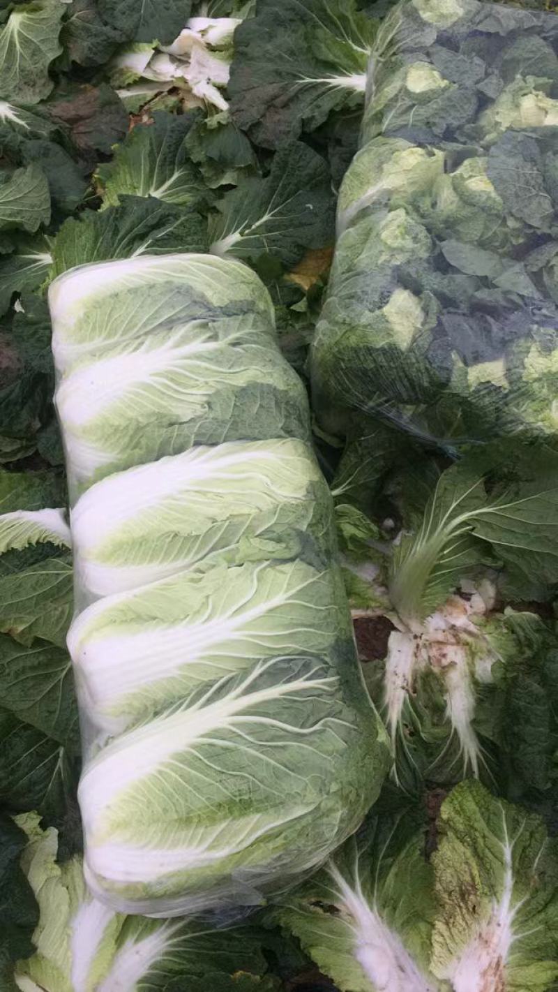 大白菜黄心白菜青杂扁包菜甘蓝白萝卜有机花