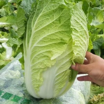 大白菜黄心白菜青杂扁包菜甘蓝白萝卜有机花