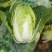 大白菜黄心白菜青杂扁包菜甘蓝白萝卜有机花