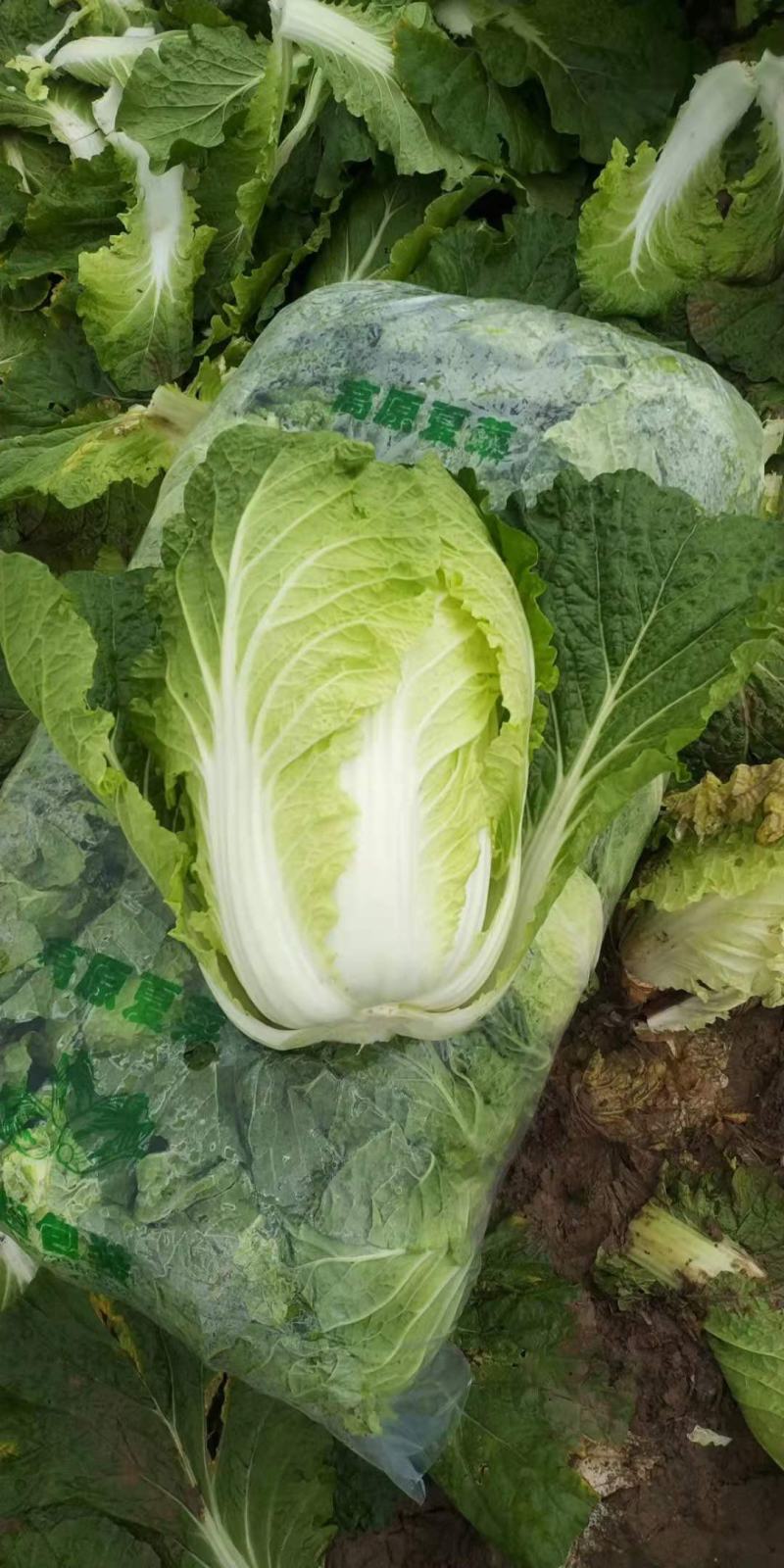 大白菜黄心白菜青杂扁包菜甘蓝白萝卜有机花