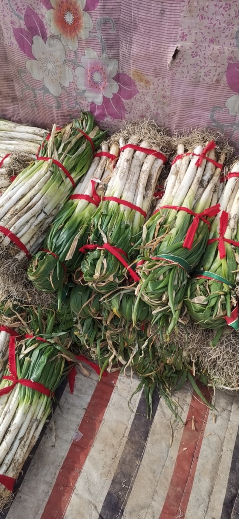 大棚，露天长白大葱产地直销，算挖算卖，货品新鲜。