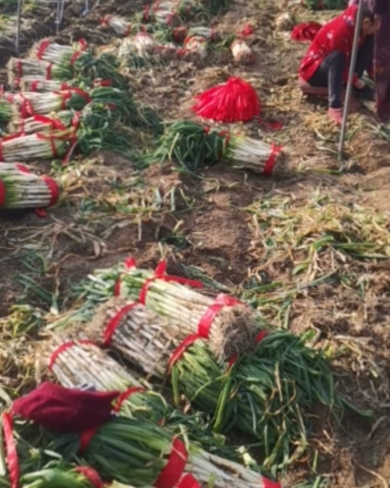 大棚，露天长白大葱产地直销，算挖算卖，货品新鲜。