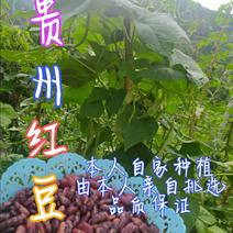 贵州毕节古夜郎大地农家精品红豆限量供应自己家种