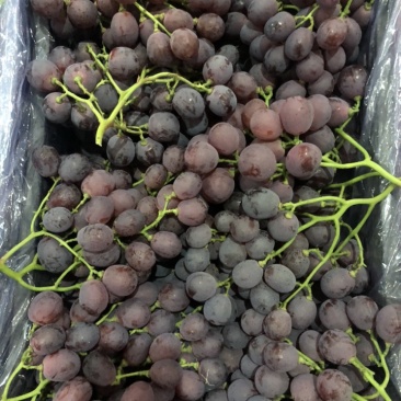 红提精品红提口感好，颜色正