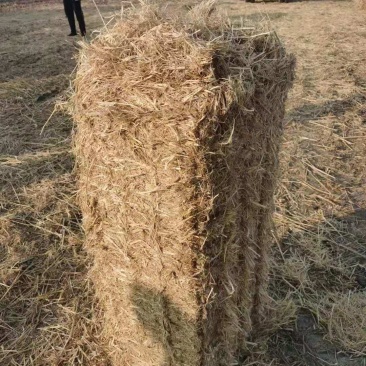 牛羊稻草克拉斯粉碎稻草柔丝稻草大小包稻草