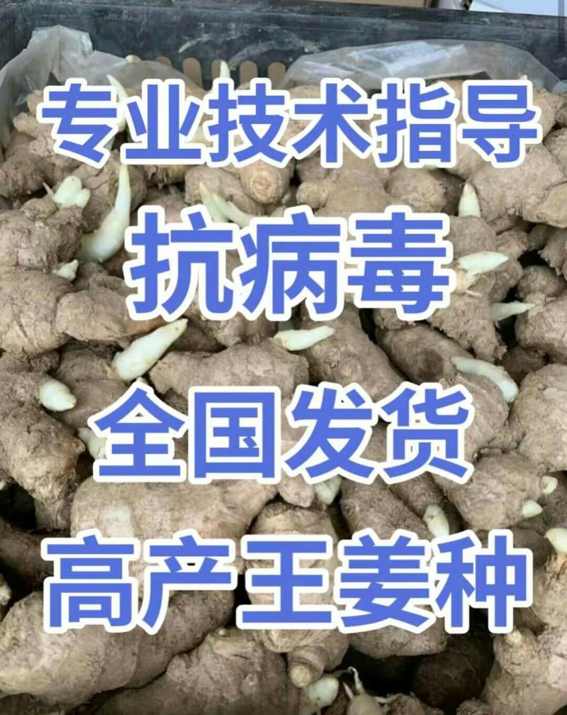 四川姜种产地直销亩产过万专业技术指导全国发货