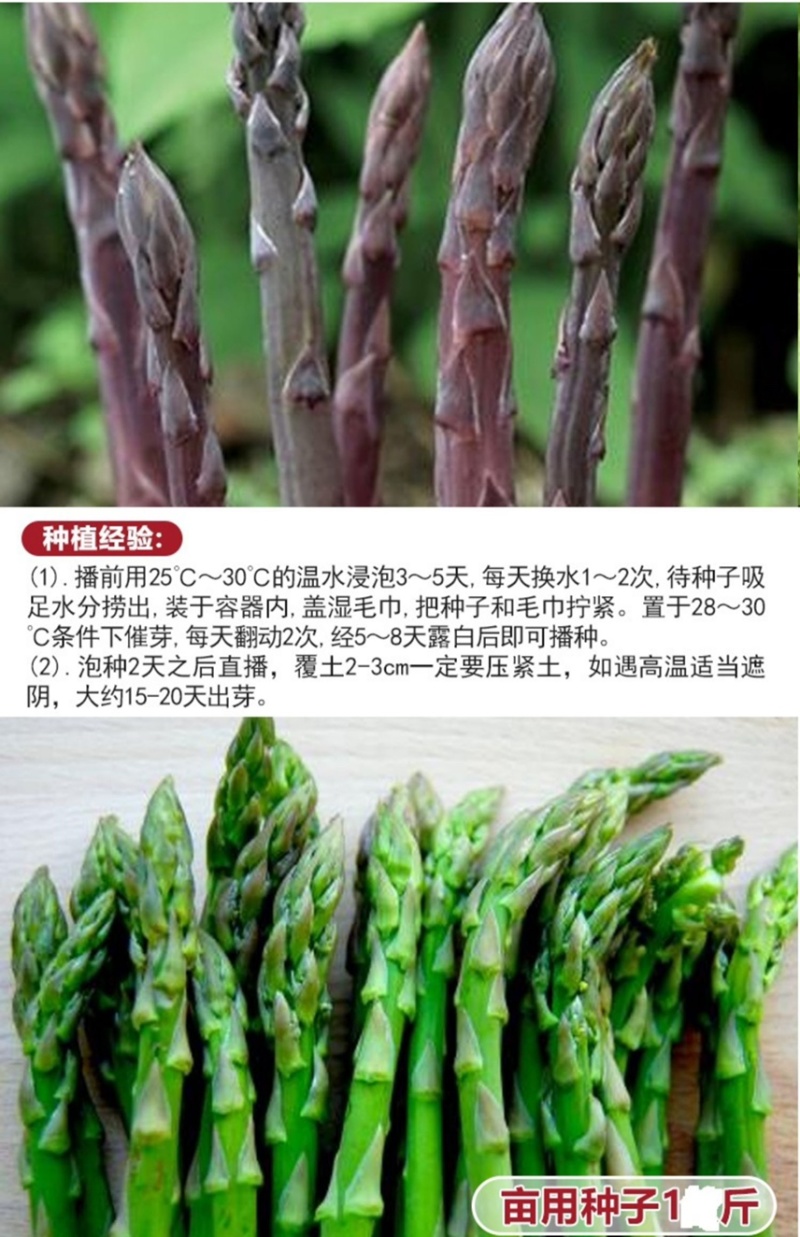 芦笋种子多年生四季播荻笋露笋种子白芦笋青芦笋