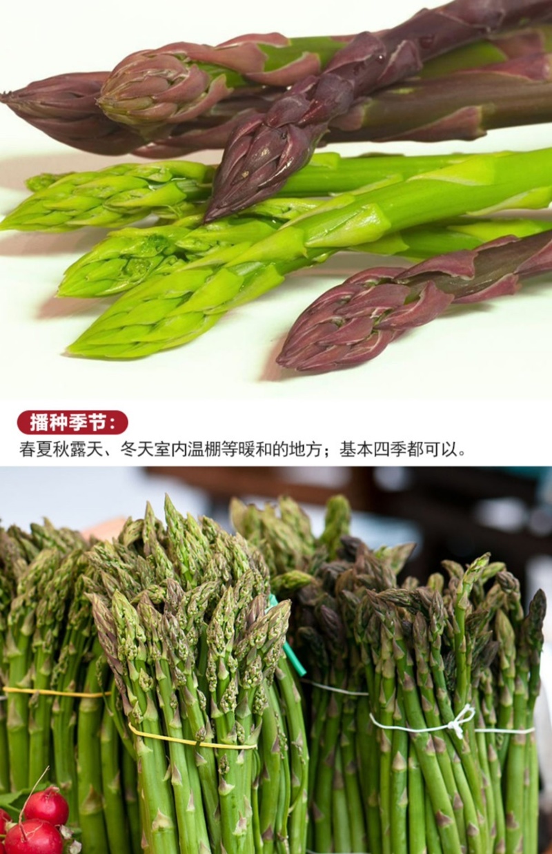 芦笋种子多年生四季播荻笋露笋种子白芦笋青芦笋