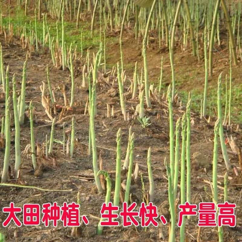 芦笋种子多年生四季播荻笋露笋种子白芦笋青芦笋