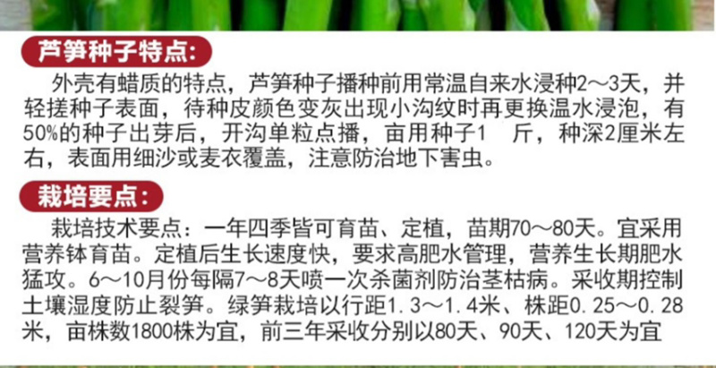 芦笋种子多年生四季播荻笋露笋种子白芦笋青芦笋