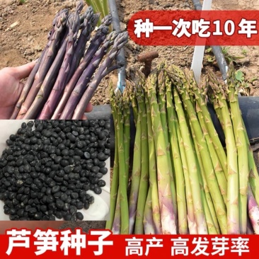 芦笋种子多年生四季播荻笋露笋种子白芦笋青芦笋