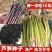 芦笋种子多年生四季播荻笋露笋种子白芦笋青芦笋