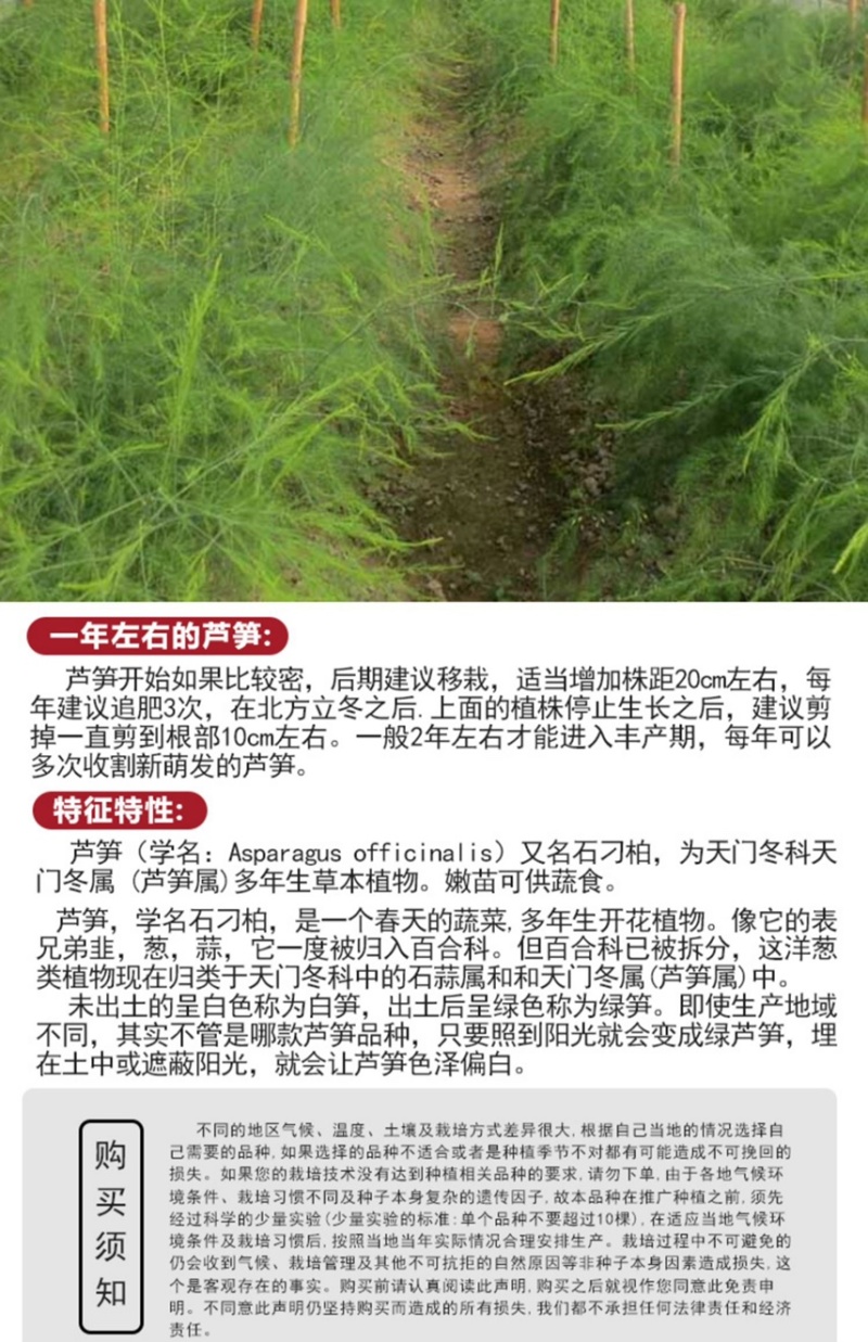 芦笋种子多年生四季播荻笋露笋种子白芦笋青芦笋