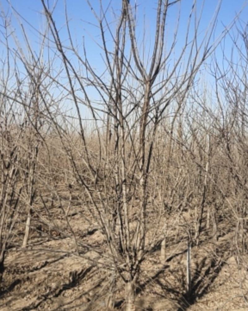 暴马丁香地径五公分以上