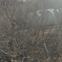 地径三公分以上榆叶梅