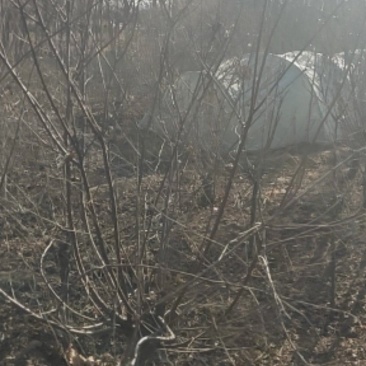地径三公分以上榆叶梅