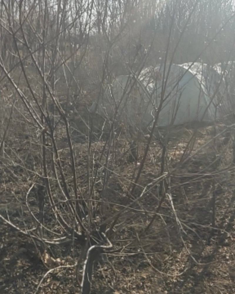 地径三公分以上榆叶梅