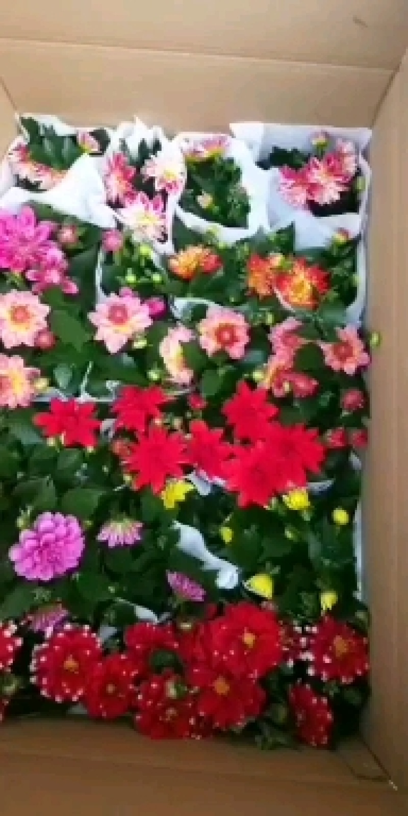 小丽花，花色鲜艳，品种多