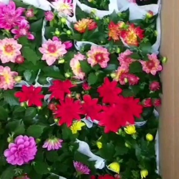 小丽花，花色鲜艳，品种多