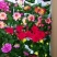 小丽花，花色鲜艳，品种多