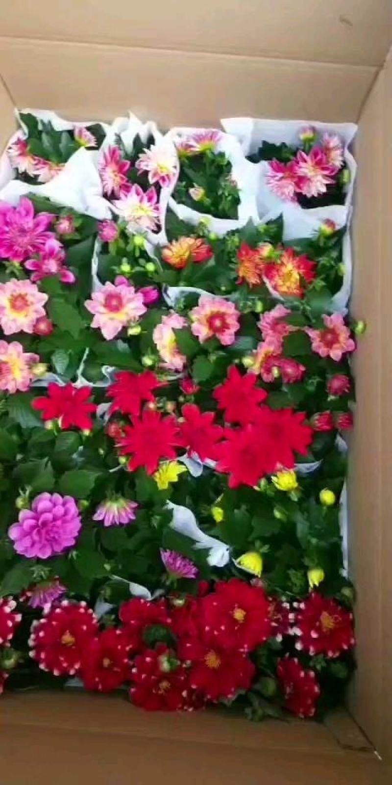 小丽花，花色鲜艳，品种多