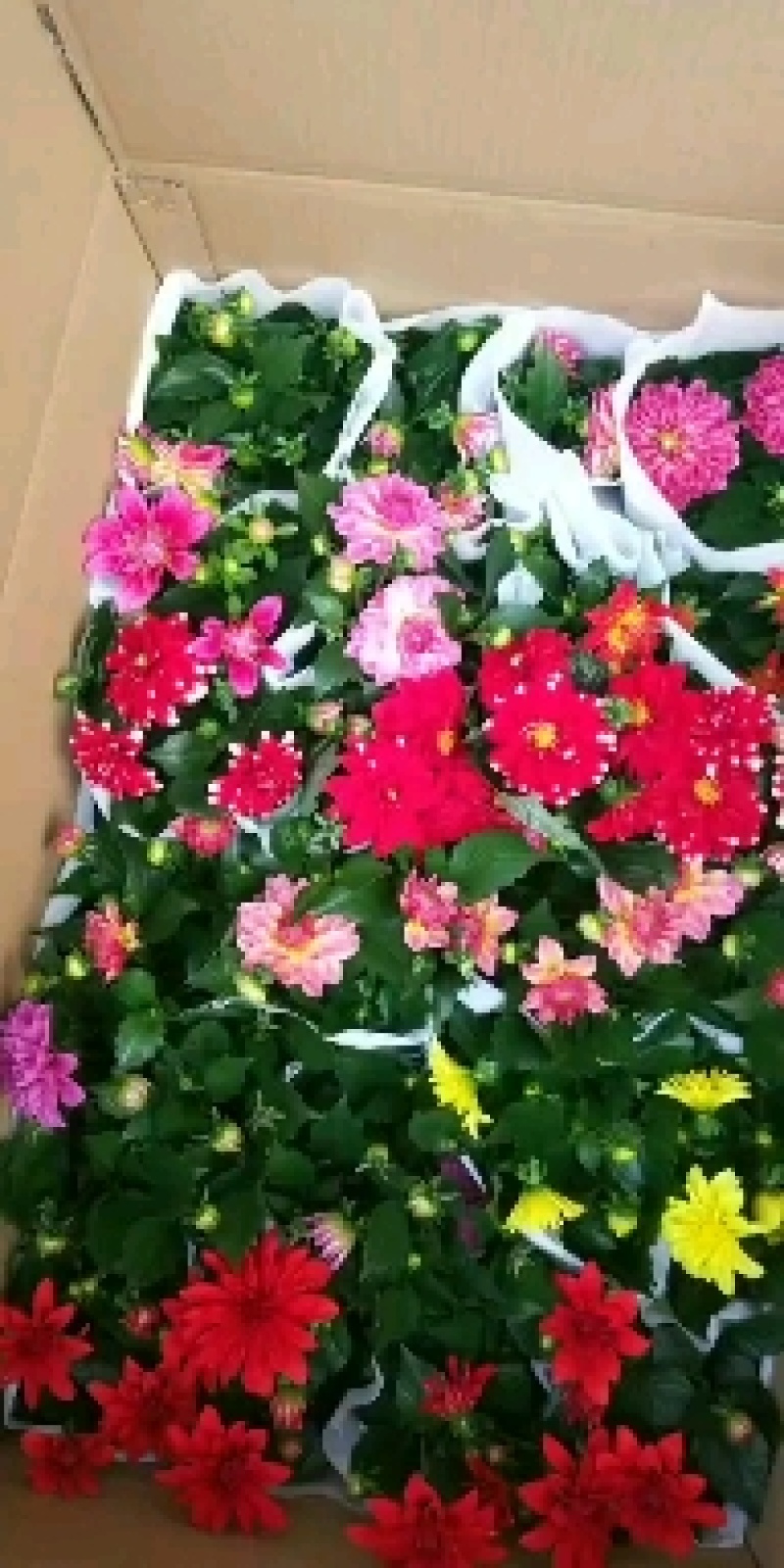 小丽花，花色鲜艳，品种多