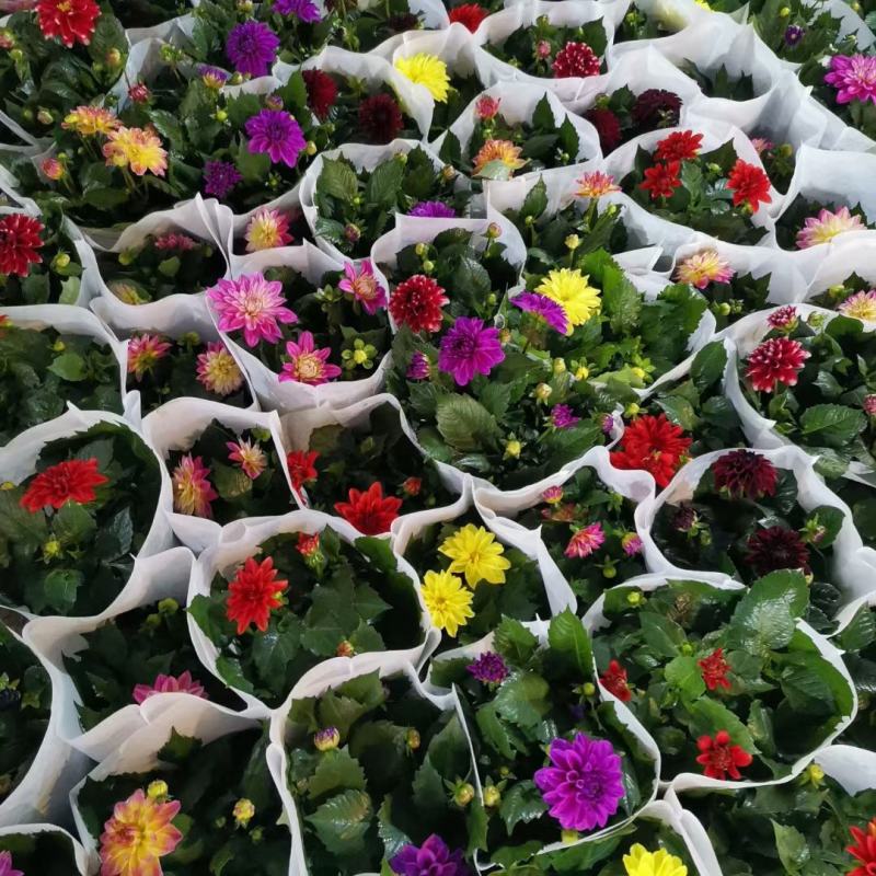小丽花，花色鲜艳，品种多