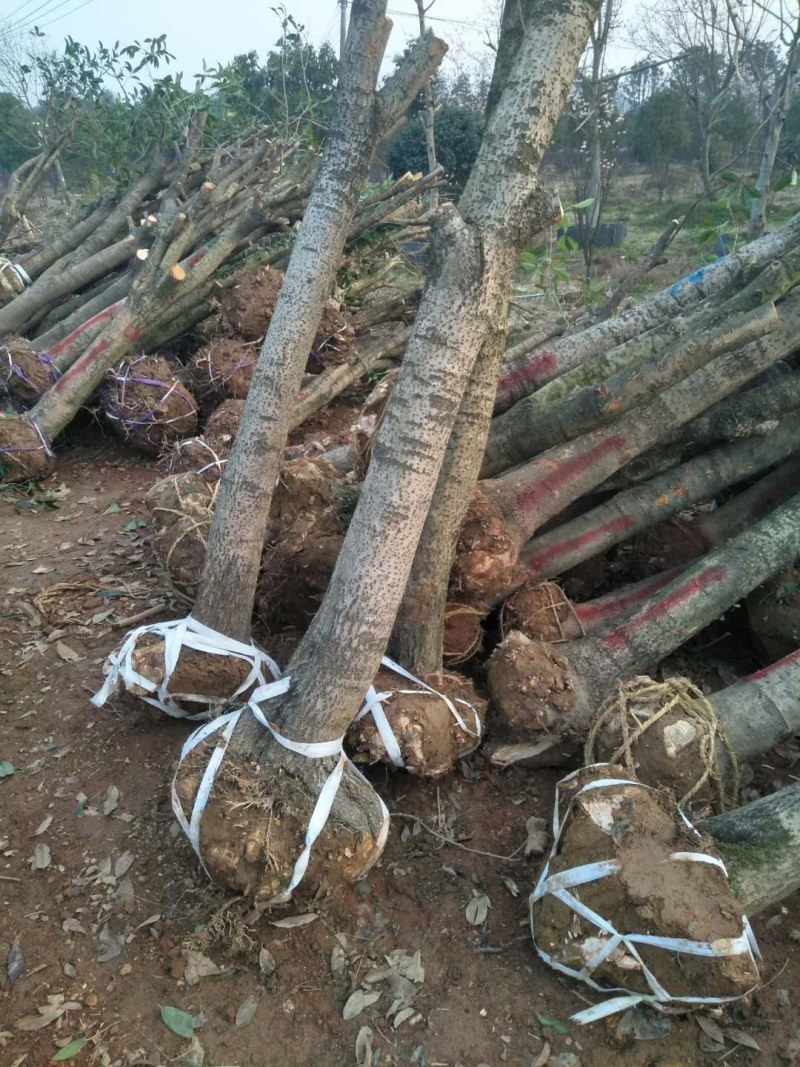 亏本处理桂花树征收补偿占地桂花树大桂花树金桂6-20