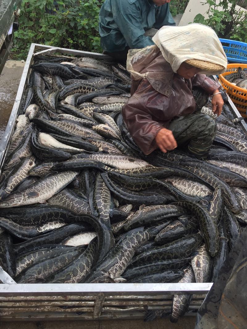 大量出售各种规格黑鱼，生鱼，量大从优，欢迎选购