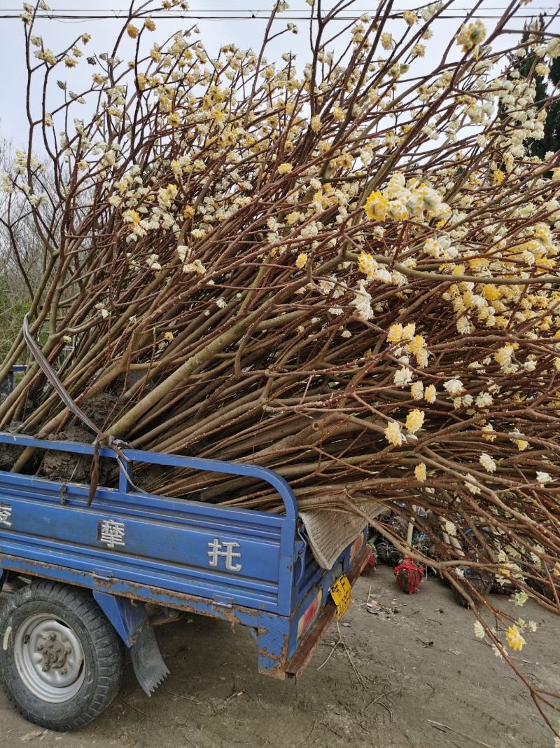 结香苗结香花苗结香大小苗金腰袋打结花梦冬花喜花树苗