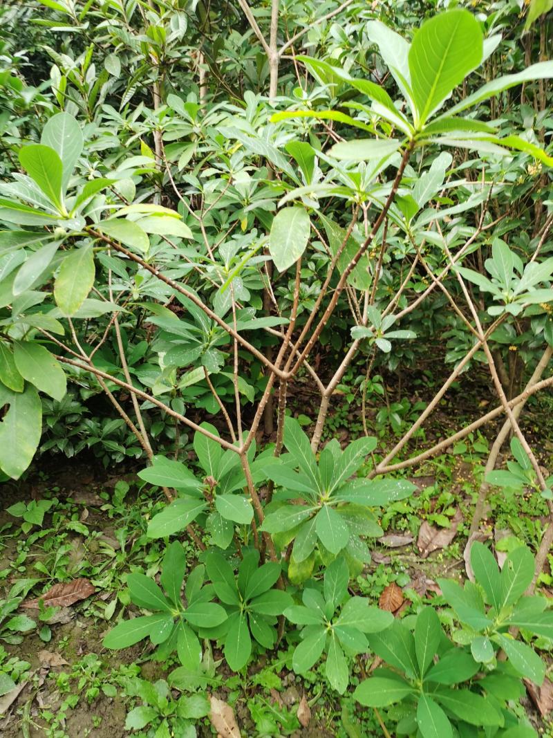 结香苗结香花苗结香大小苗金腰袋打结花梦冬花喜花树苗