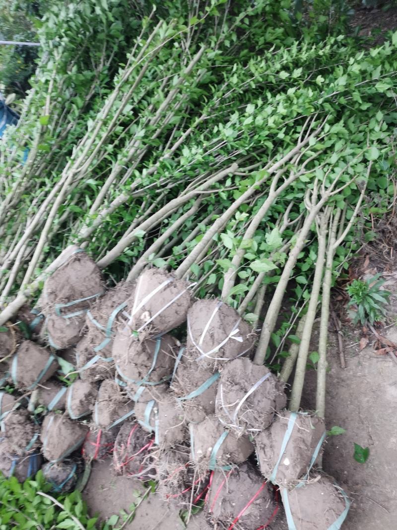 木槿花，丛生木槿，独杆木槿