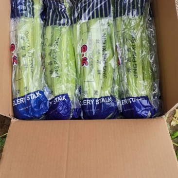山东定陶精品优质西芹