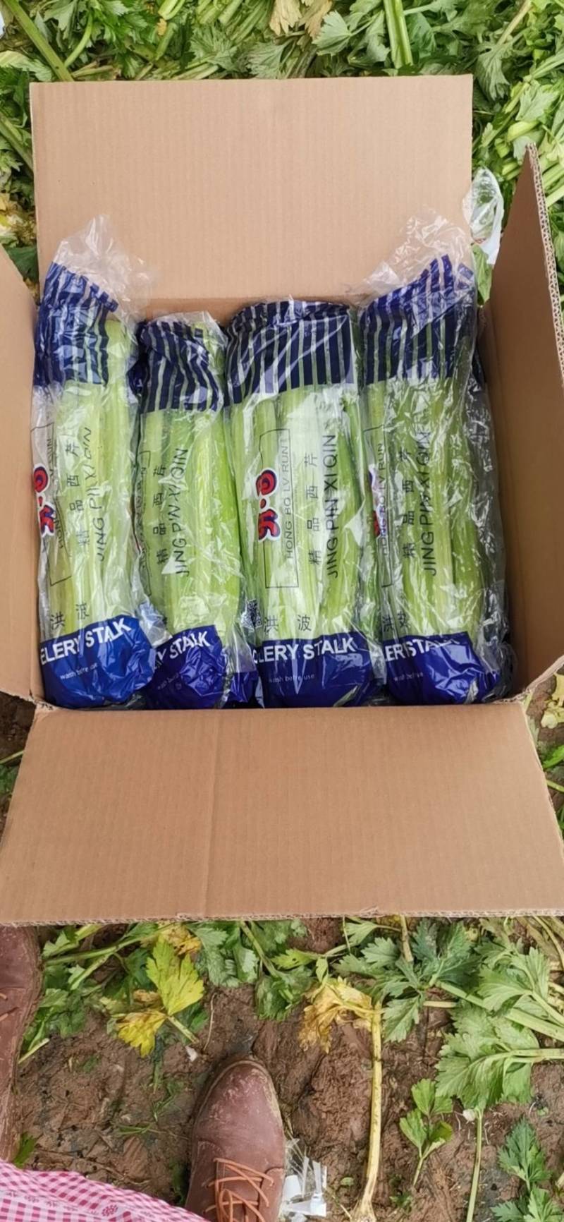 山东定陶精品优质西芹