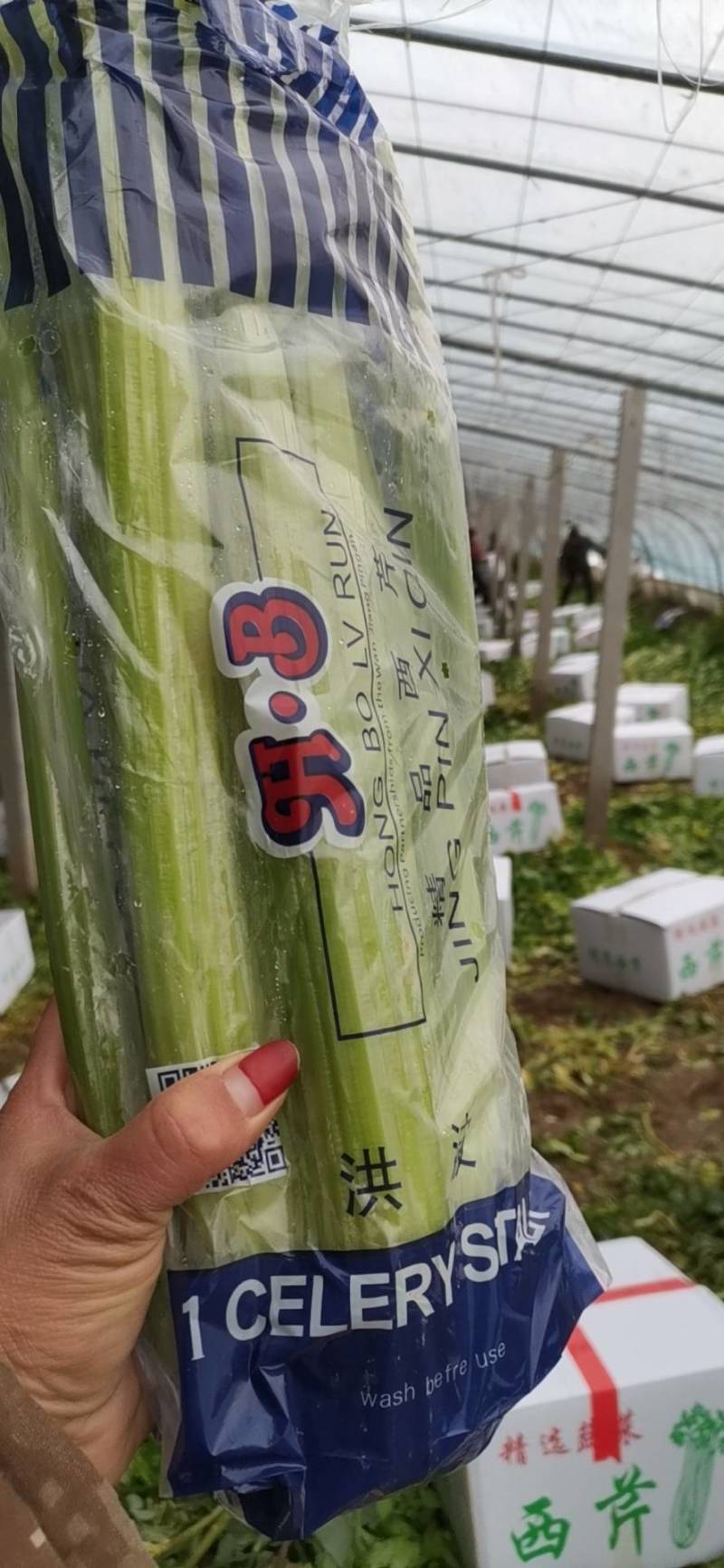 山东定陶精品优质西芹